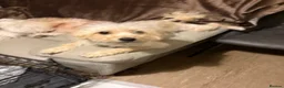 Mixed Breed dogs for sale: Chinese Crested Cross Pomeranian Puppies  in Preston - Advert 19