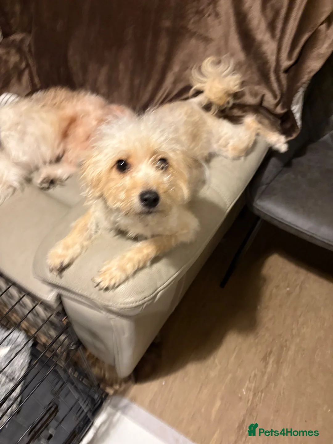 Mixed Breed dogs for sale: Chinese Crested Cross Pomeranian Puppies  in Preston - Advert 19