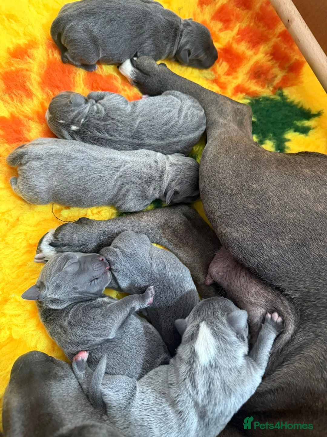 Staffordshire Bull Terrier dogs for stud: KENZDUO TAGLIATELLE -VINNY UP FOR STUD  in Abingdon - Advert 12