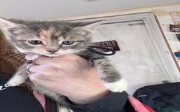 Bengal cats for sale: 12 mixed kittens - Advert 17