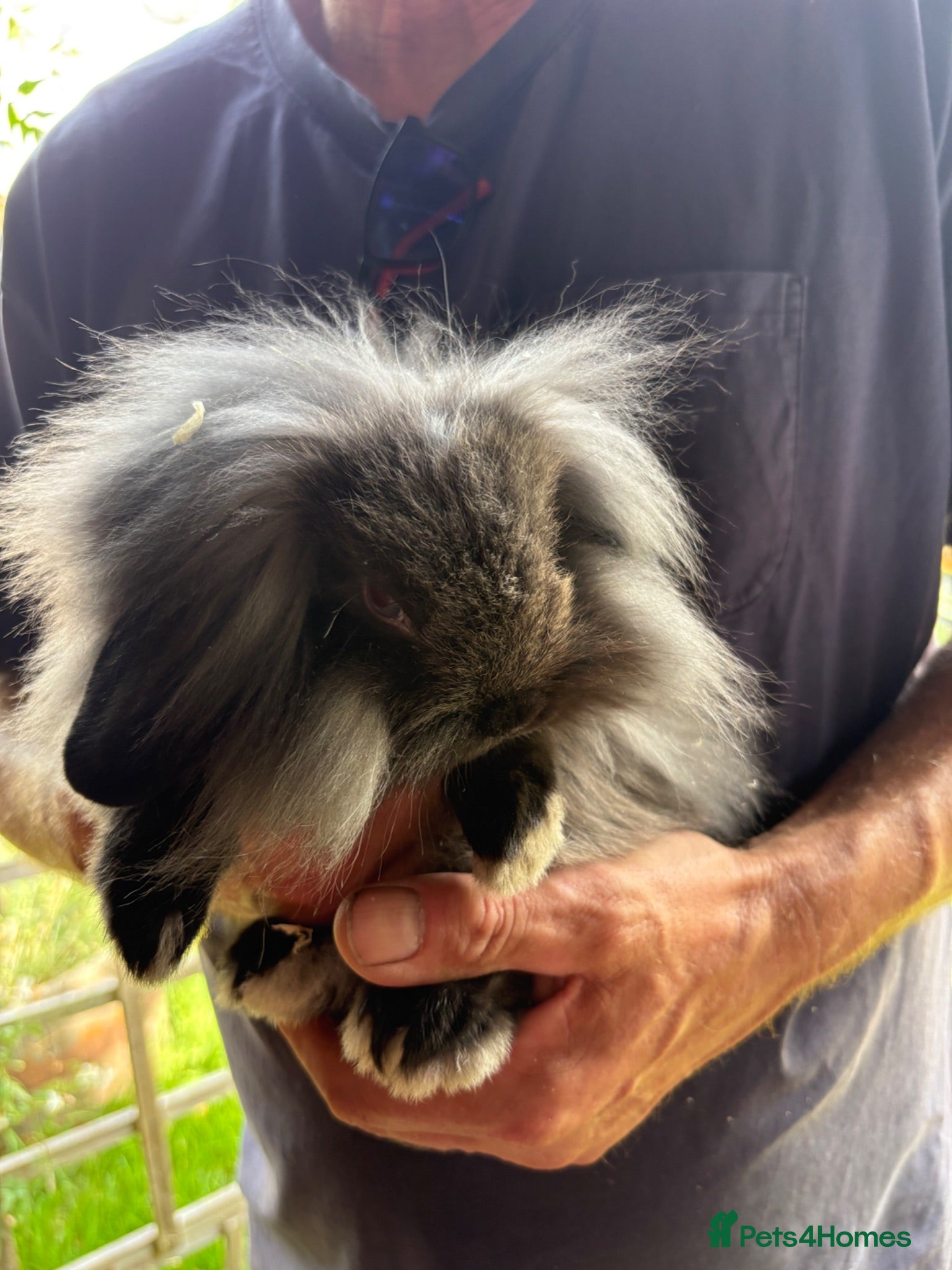 Mini Lop rabbits Beautiful Mini Lops - Advert 2