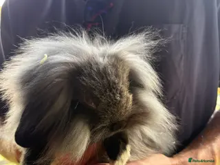 Mini Lop rabbits Beautiful Mini Lops - Advert 2