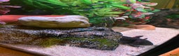Axolotl reptiles for sale: Pair of breeding axolotls  - Advert 9
