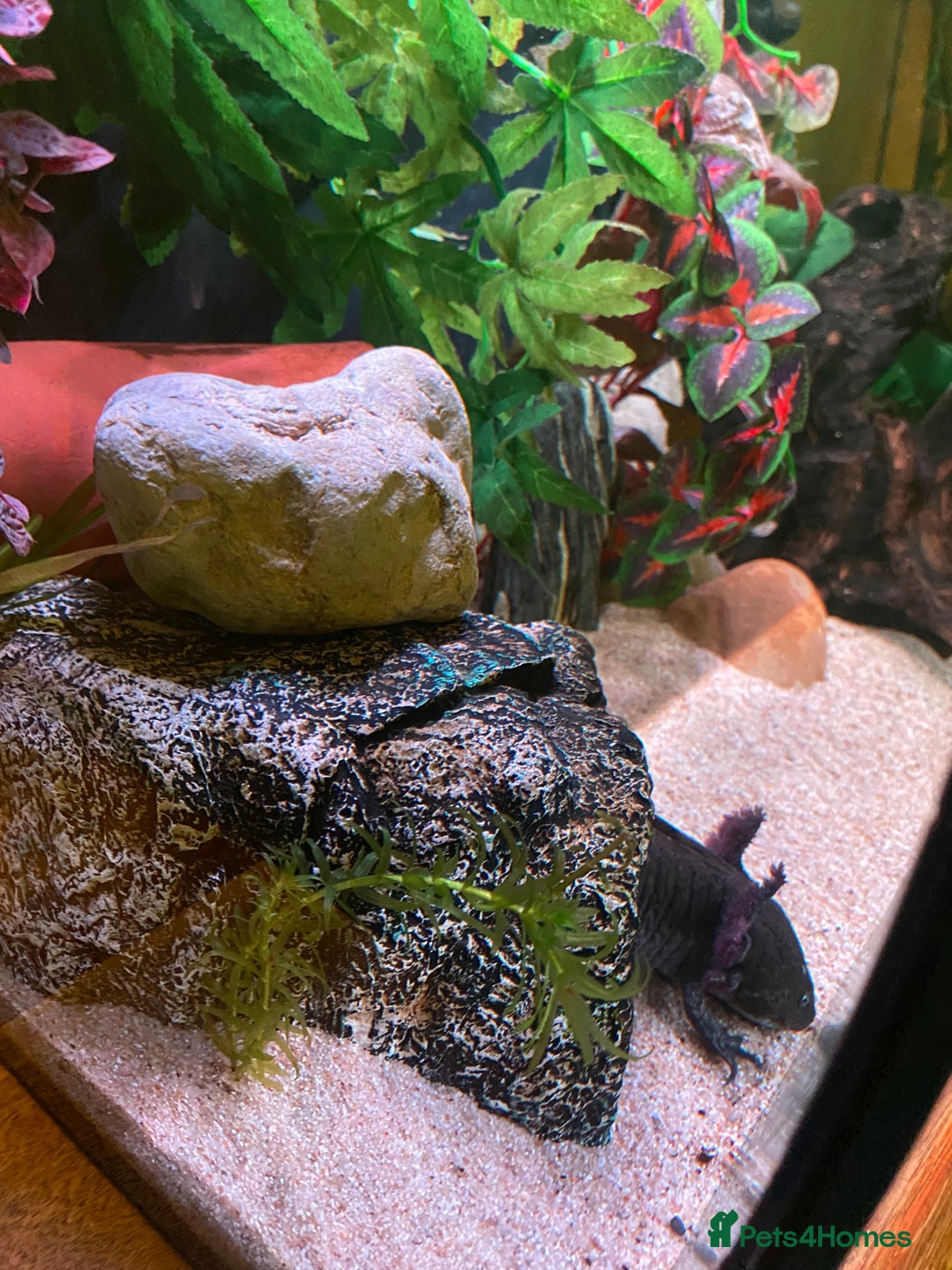 Axolotl reptiles for sale: Pair of breeding axolotls  - Advert 9