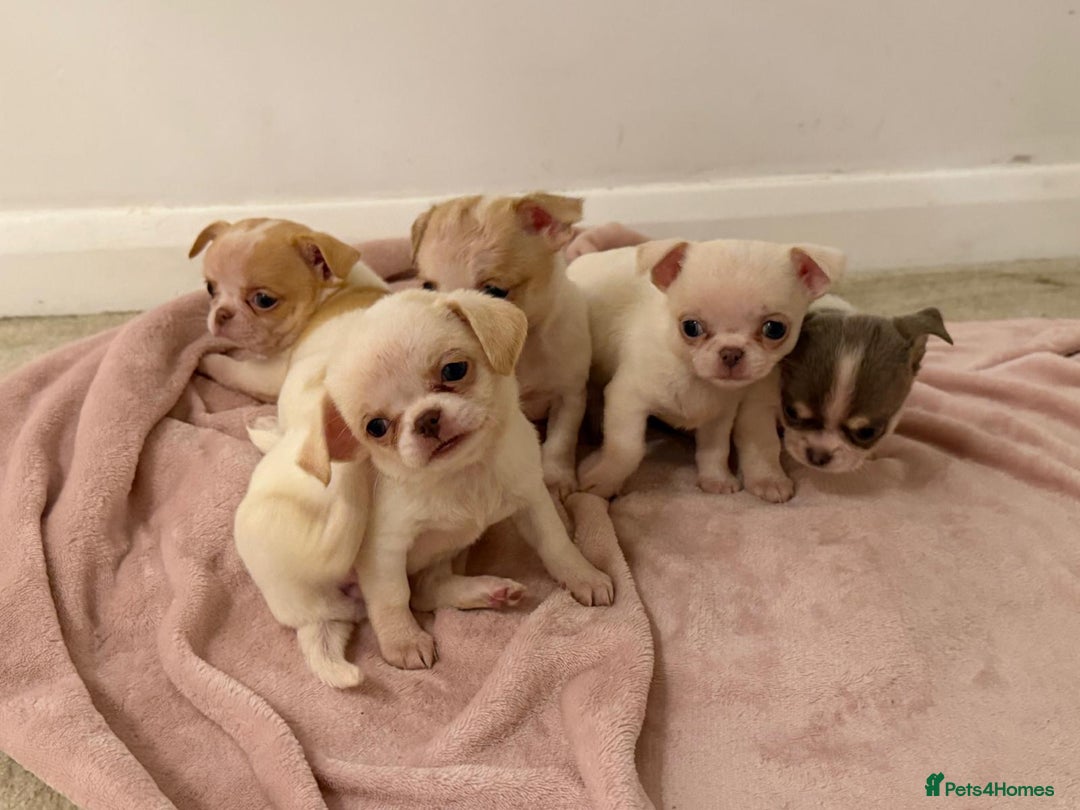 Chihuahua dogs for sale: Kc chihuahua puppies Russian and Ukraine lines - Advert 20