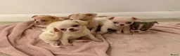 Chihuahua dogs for sale: Kc chihuahua puppies Russian and Ukraine lines - Advert 20