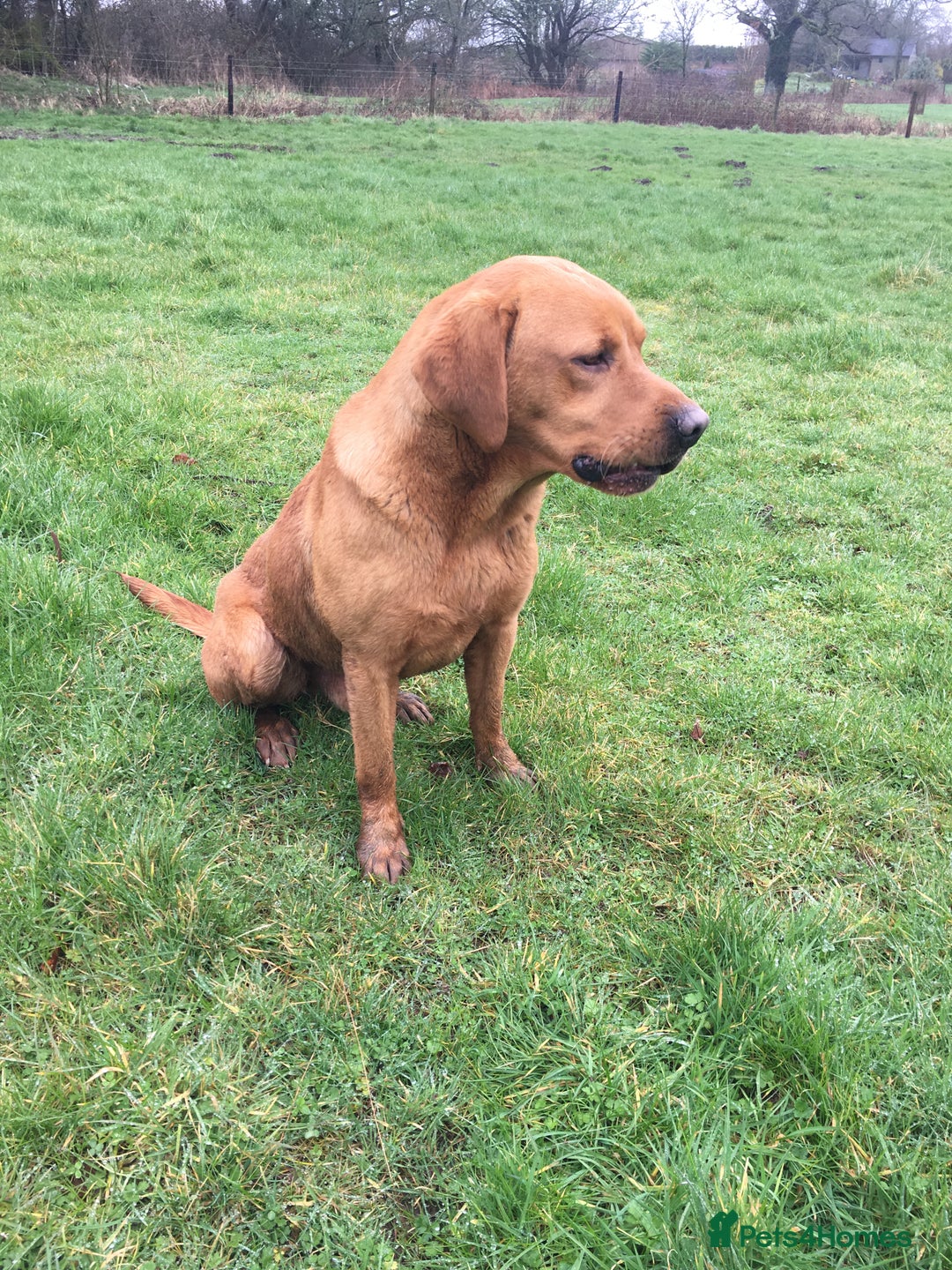 Labrador Retriever dogs for sale: SUPER DARK FOX RED PUPS FROM HEALTH TESTED PARENTS - Advert 4