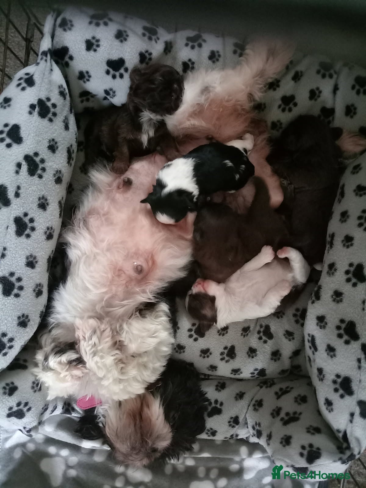 Shih Tzu dogs TWO CHOCOLATE SHIHTZU PUPS (BOTH RESERVED)  - Advert 9