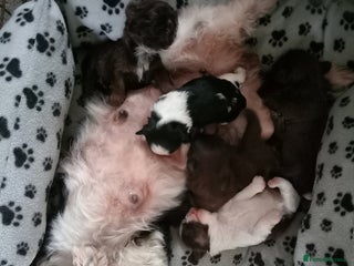 Shih Tzu dogs TWO CHOCOLATE SHIHTZU PUPS - Advert 1