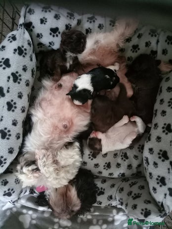 Shih Tzu dogs TWO CHOCOLATE SHIHTZU PUPS - Advert 1