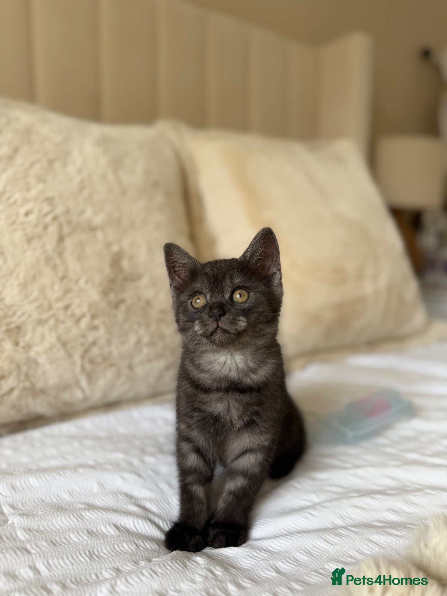 Scottish Fold cats Gorgeous black Scottish straights  - Advert 3