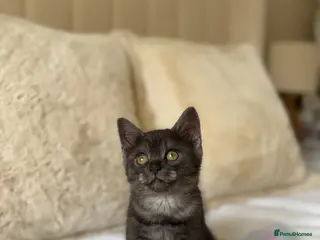 Scottish Fold cats Gorgeous black Scottish straights - Advert 3