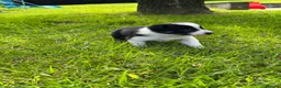 Border Collie dogs for sale: Adorable Border Collie puppies  - Advert 33