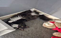 Mixed Breed cats for sale: Young Fluffy Tuxedo Cat - Image 3