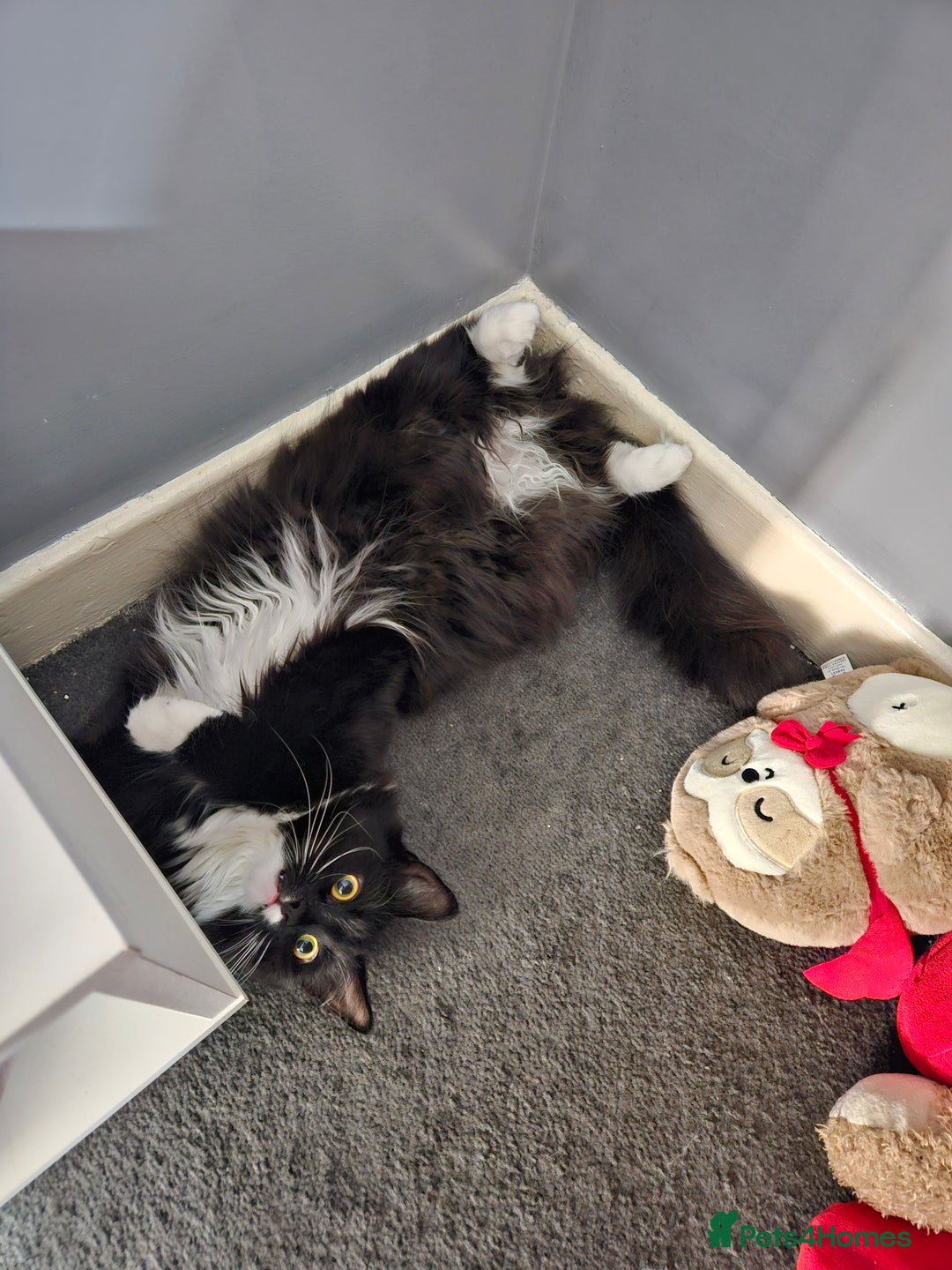 Mixed Breed cats for sale: Young Fluffy Tuxedo Cat - Image 3