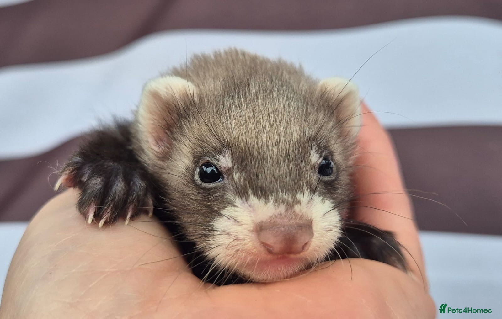 Ferret rodents Micro eu polecats ferrets ready to leave Friday  - Advert 10