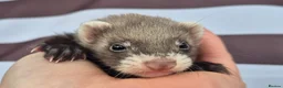Ferret rodents for sale: Micro eu polecats ferrets  - Advert 5