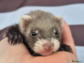 Ferret rodents Micro eu polecats ferrets ready to leave Friday - Advert 1