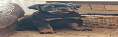 Rottweiler Puppy 5