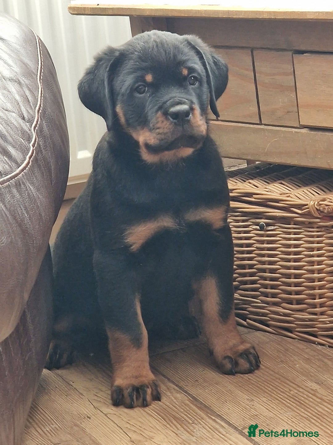 Rottweiler dogs for sale: MASSIVE ROTTWEILER PUPPIES  - Advert 38