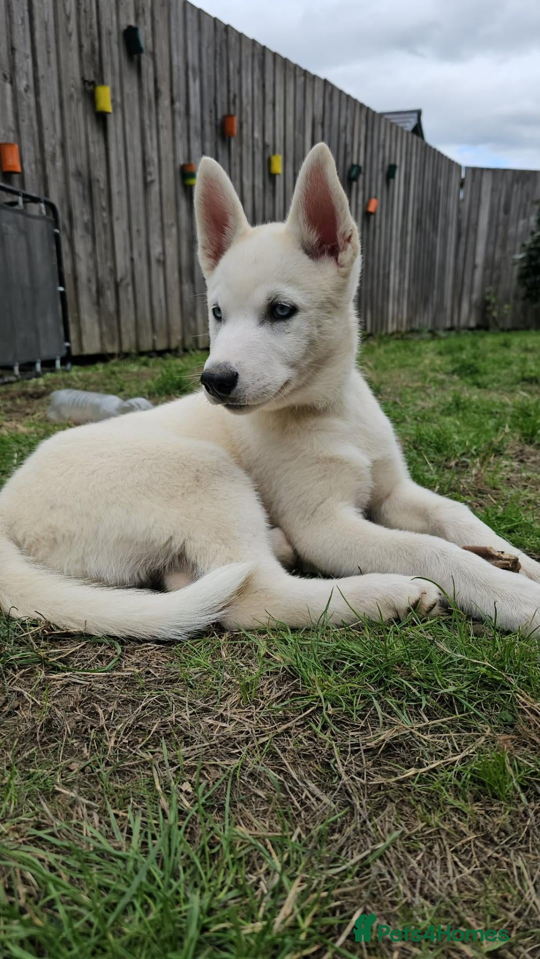 Huskita dogs Puppies for sale - Advert 2
