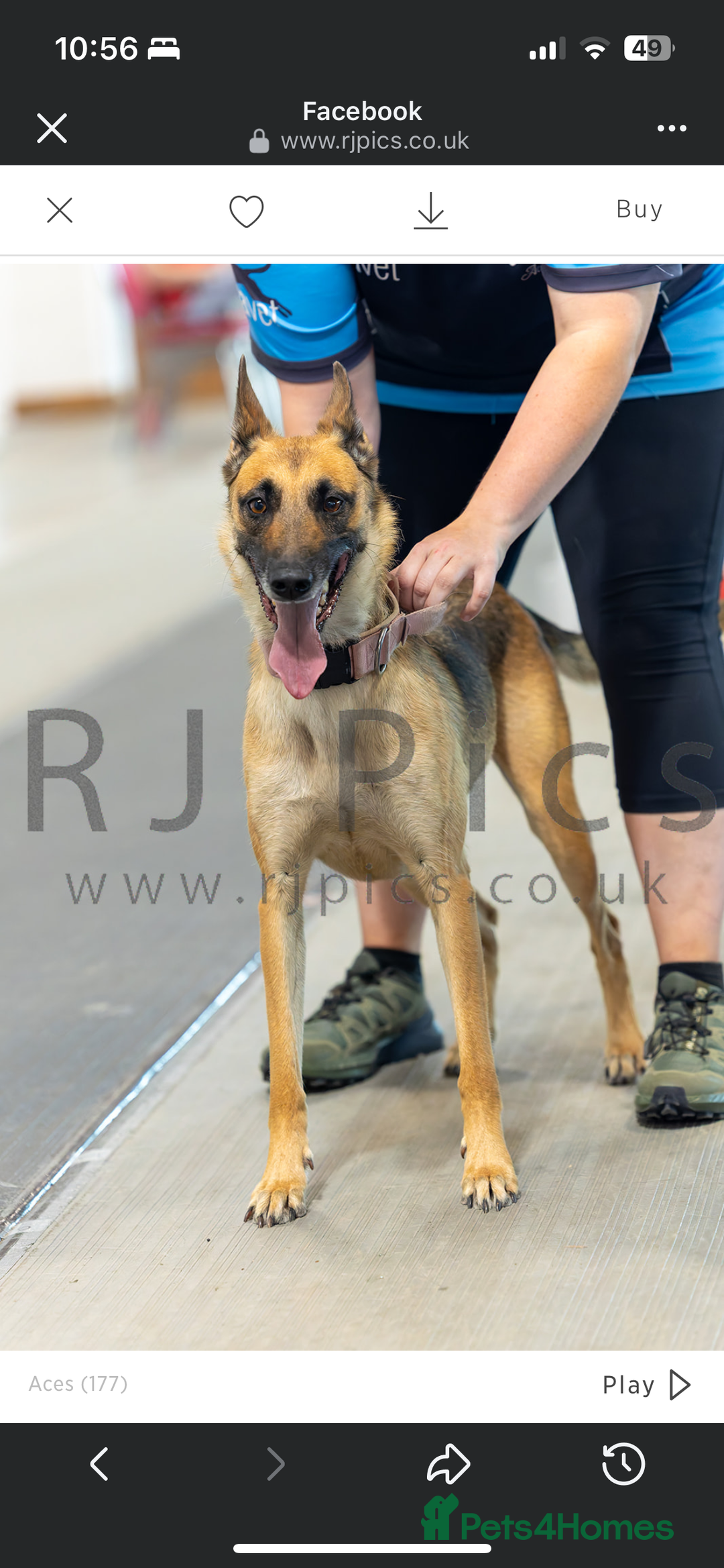 Mixed Breed dogs for sale: Gorgeous Mali x Whippet - Image 6