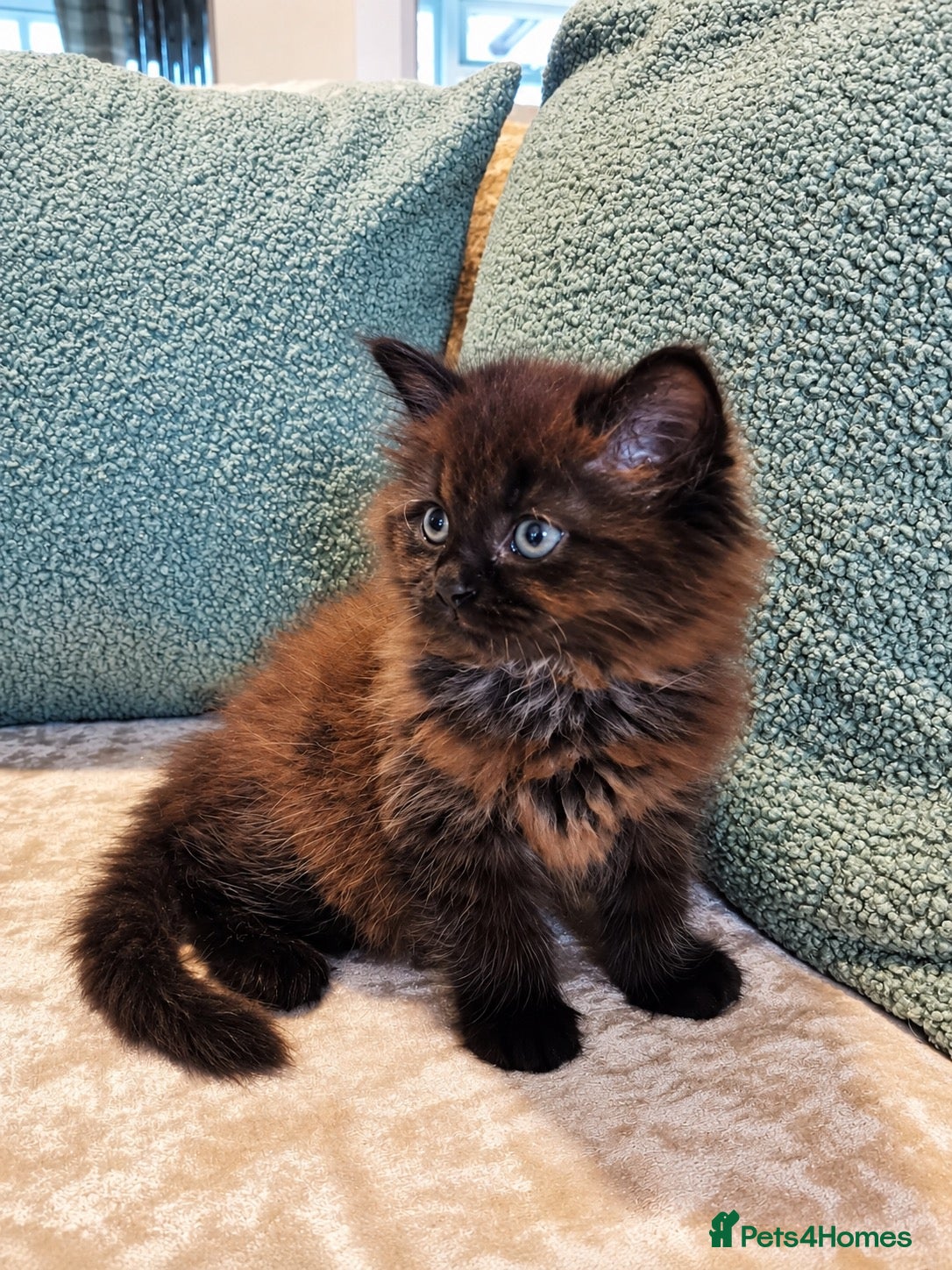Mixed Breed cats for sale: Beautiful Maine Coon Kittens  - Advert 4