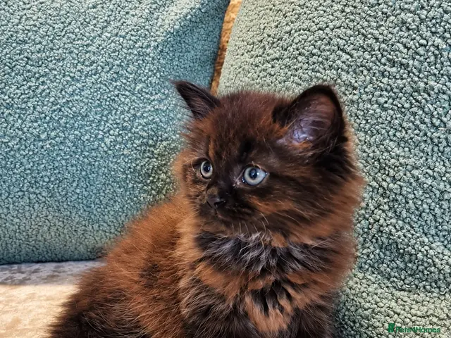 Mixed Breed cats for sale: Beautiful Maine Coon Kittens - Advert 4