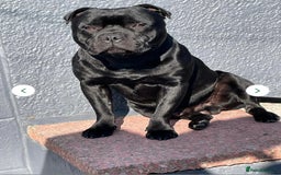 Staffordshire Bull Terrier dogs for sale:  STAFFORDSHIRE BULL TERRIERS PUPS  - Image 17