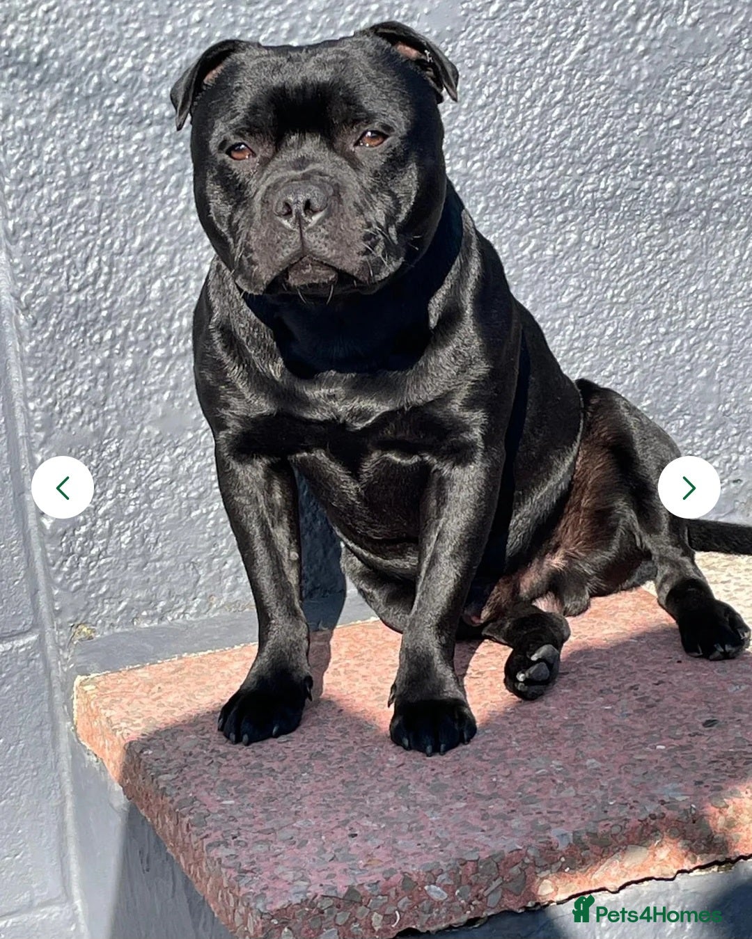 Staffordshire Bull Terrier dogs for sale:  STAFFORDSHIRE BULL TERRIERS PUPS  - Image 17