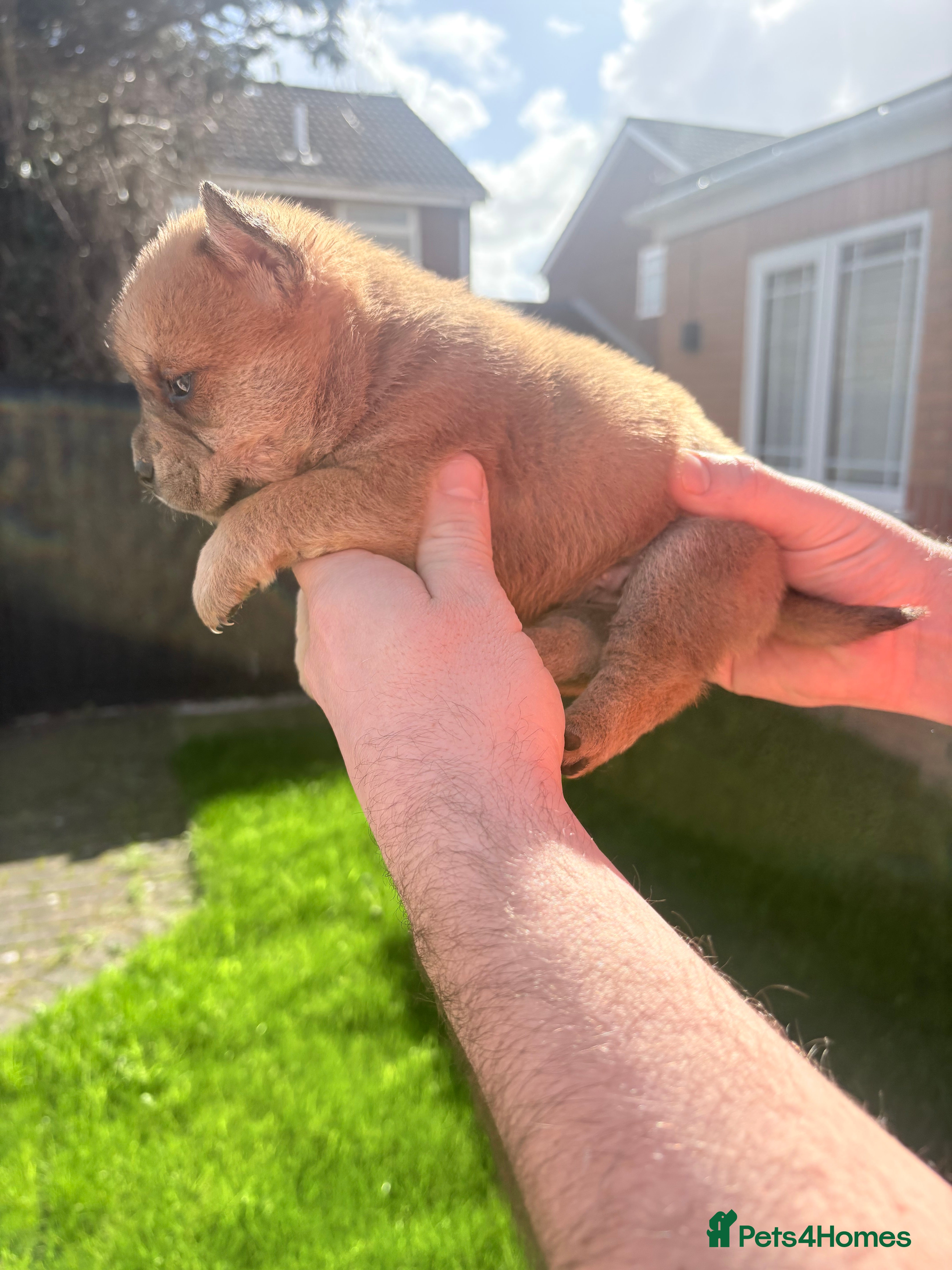 Mixed Breed dogs ** BEAR COAT FRENCHIES ** - Advert 2