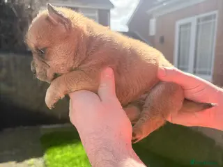 Mixed Breed dogs ** BEAR COAT FRENCHIES ** - Advert 2