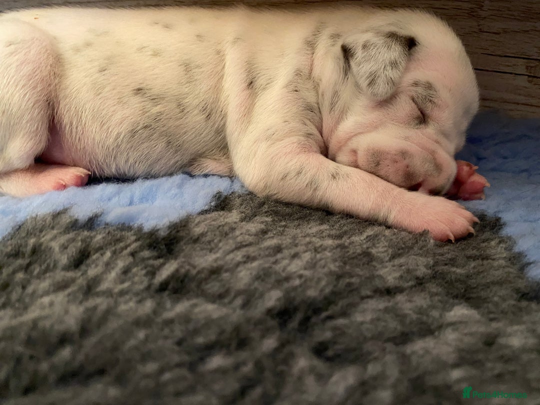 Dalmatian dogs for sale: Top quality show type Dalmatian pups 🐶  - Image 19