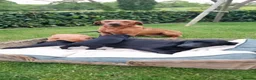 Labrador Retriever dogs for sale: Beautiful Labrador Puppies Available now - Advert 5