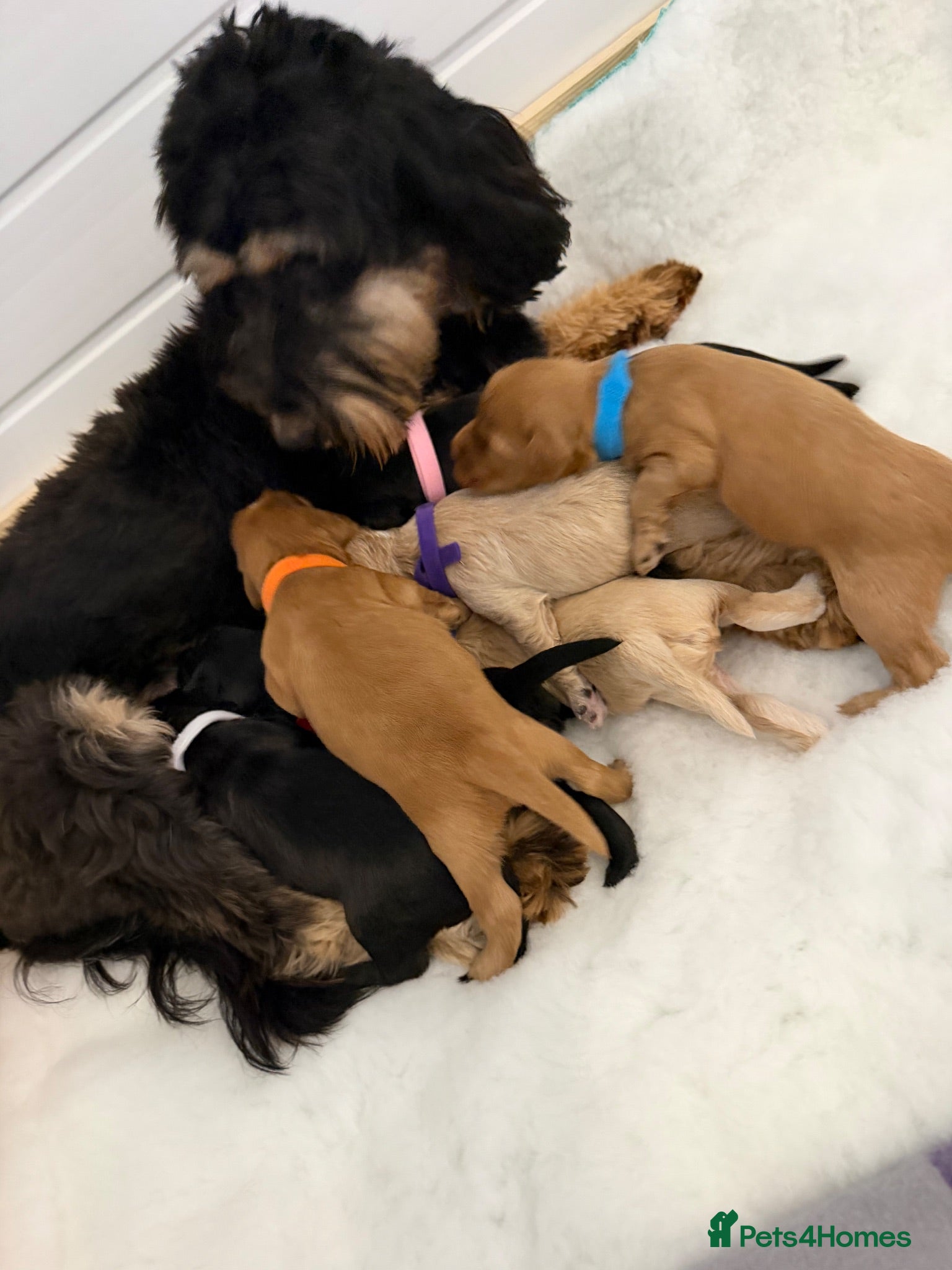 Australian Labradoodle dogs Multigenerational Australian Labradoodle puppies - Advert 4
