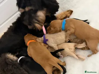Australian Labradoodle dogs Multigenerational Australian Labradoodle puppies - Advert 4