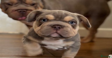 Mixed Breed dogs - Advert 12