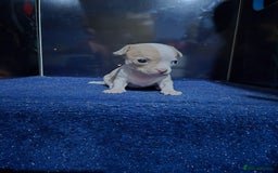Chihuahua dogs for sale: Gorgeous Chihuahua Puppies Looking 4 Forever Homes - Image 31