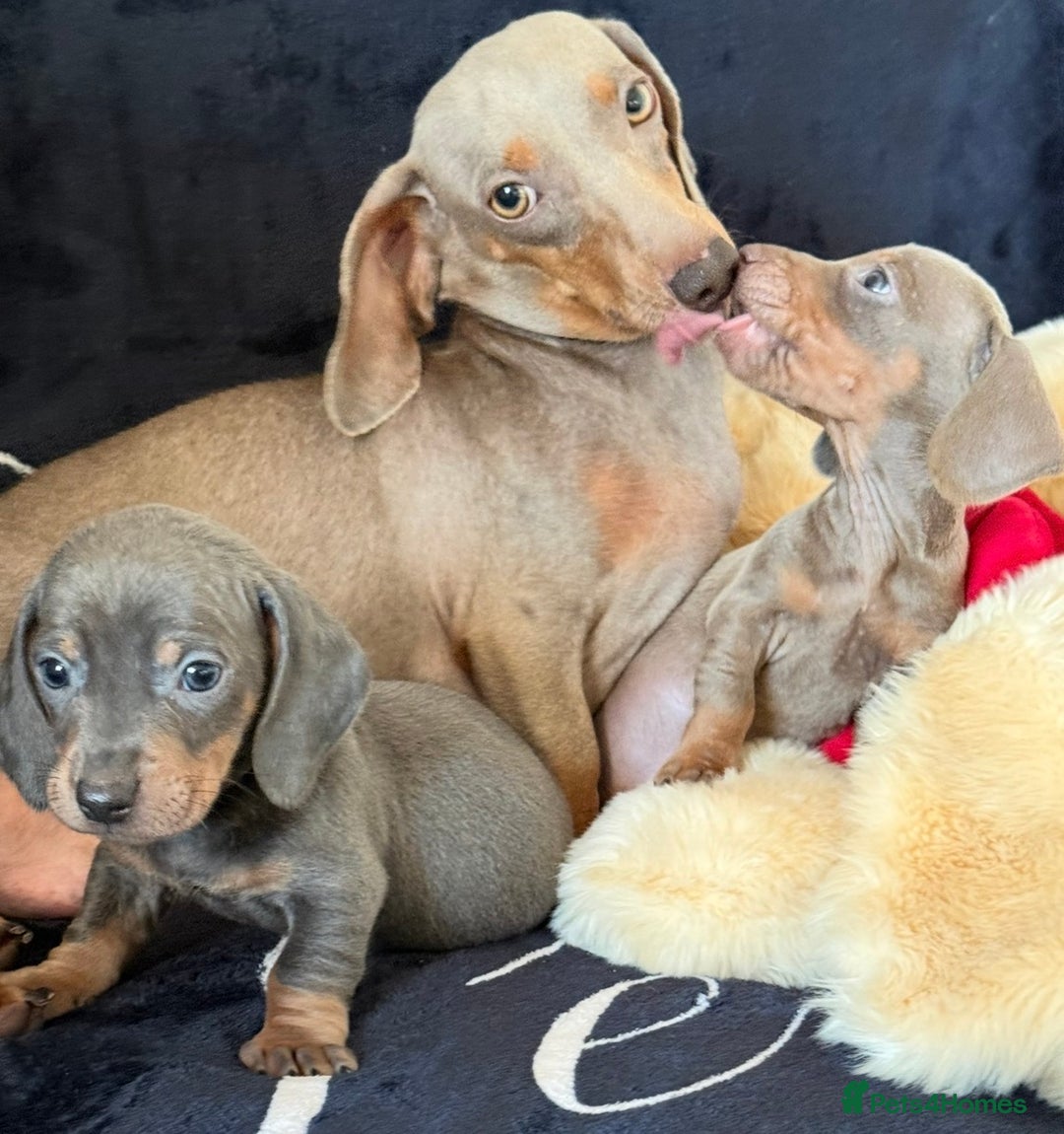 Miniature Dachshund dogs for sale: Beautiful Dachshund Puppies (Males) - Advert 2