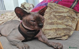 Sphynx cats for sale: Sphynx Bambino for sale with blue eyes  - Image 8