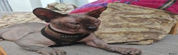 Sphynx cats for sale: Sphynx Bambino for sale with blue eyes  - Advert 9