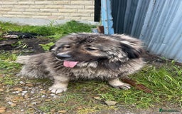 Caucasian Shepherd Dog dogs for sale: Pearl the Caucasian shepherd  - Image 4