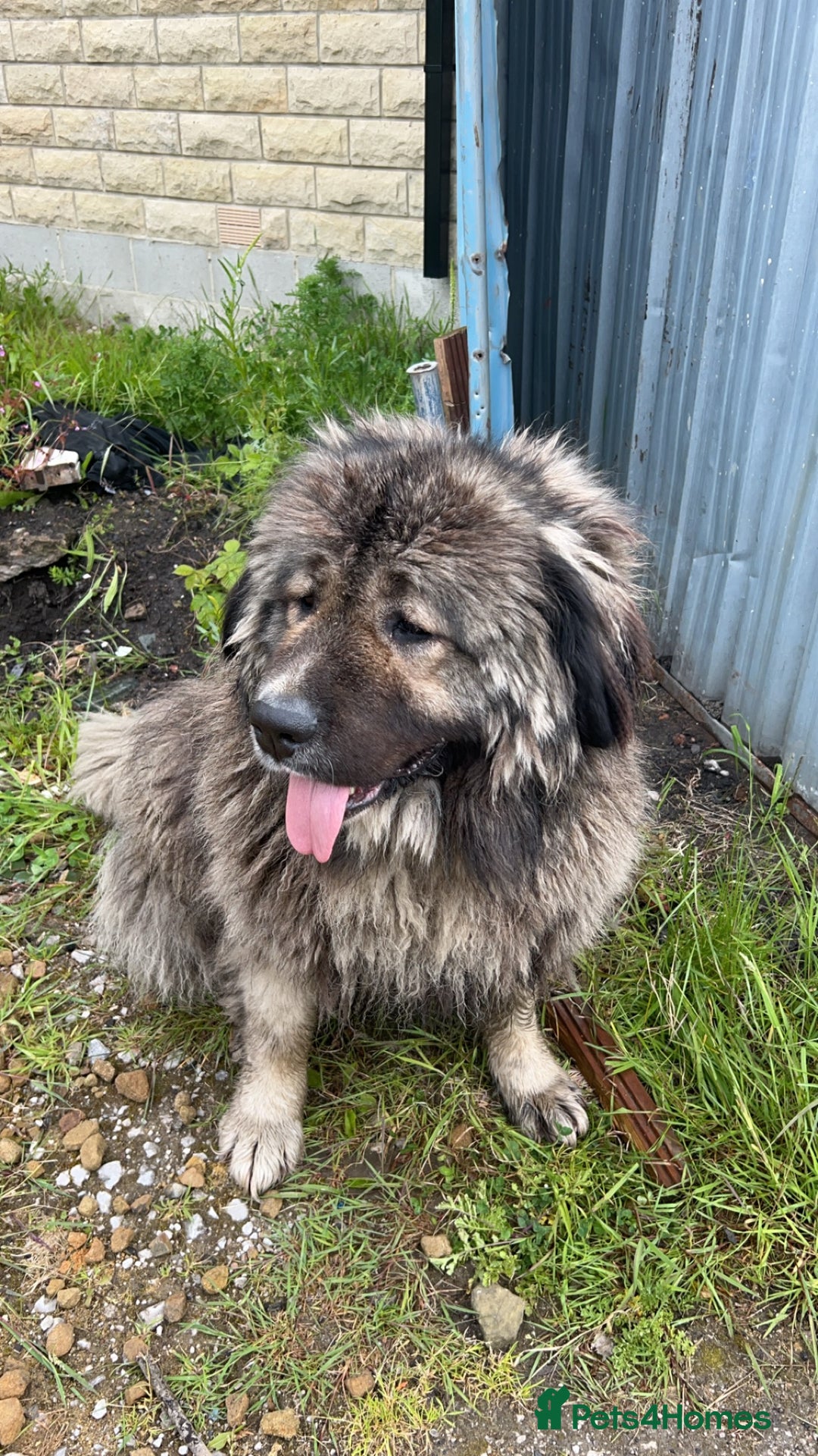 Caucasian Shepherd Dog dogs for sale: Pearl the Caucasian shepherd  - Image 4