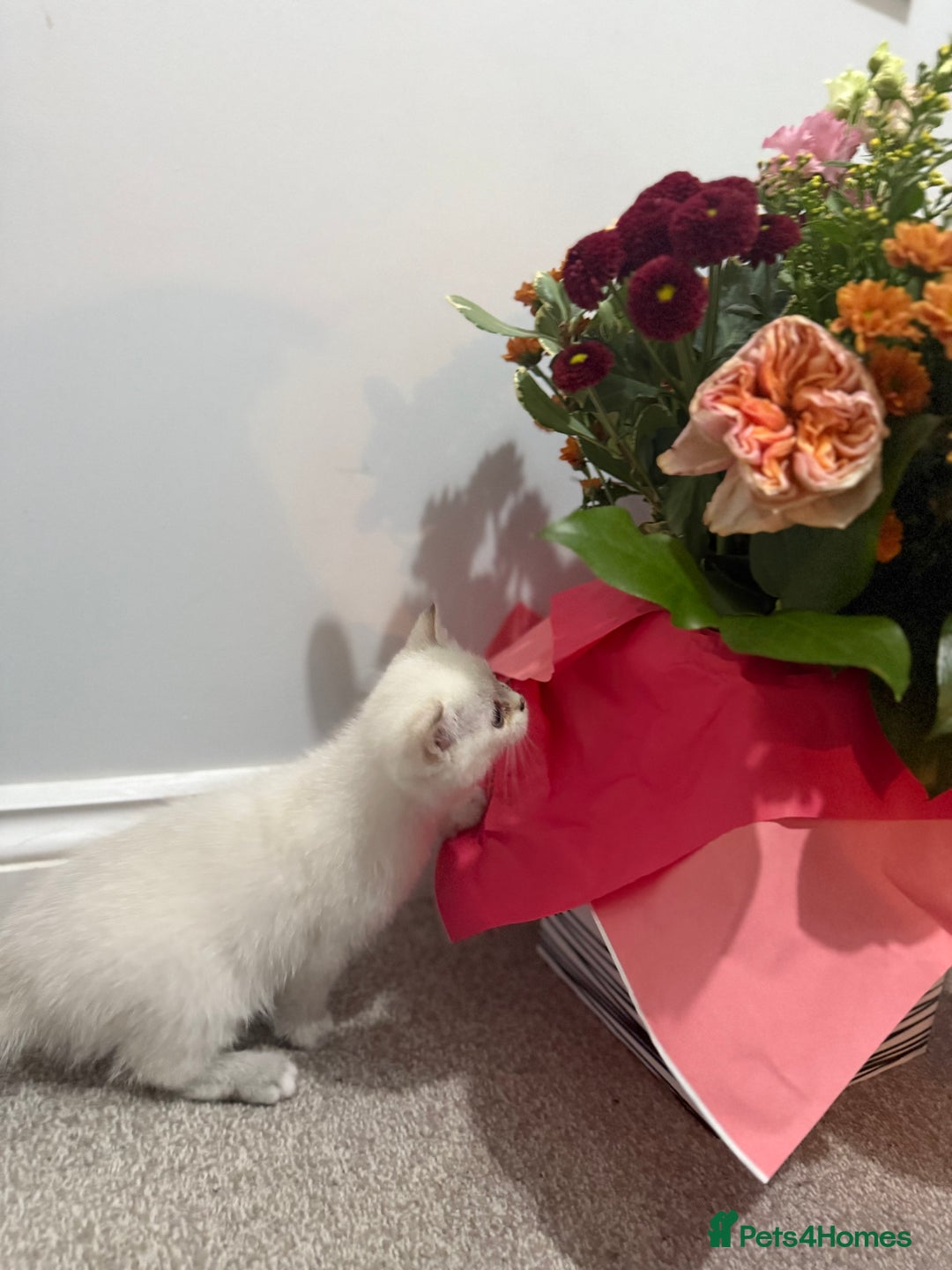 British Shorthair cats for sale: Beautiful GCCF kittens from champion lines  - Image 37
