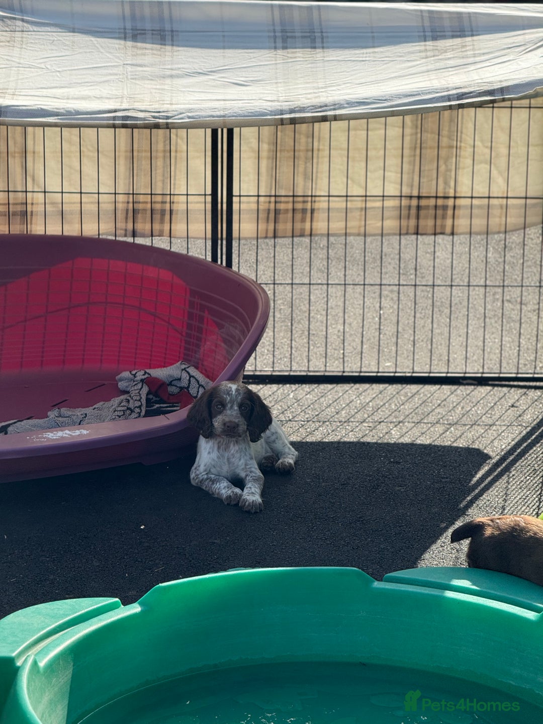 Cocker Spaniel dogs for sale: READY FOR NEW HOMES CAN LEAVE homes health tested  - Image 30