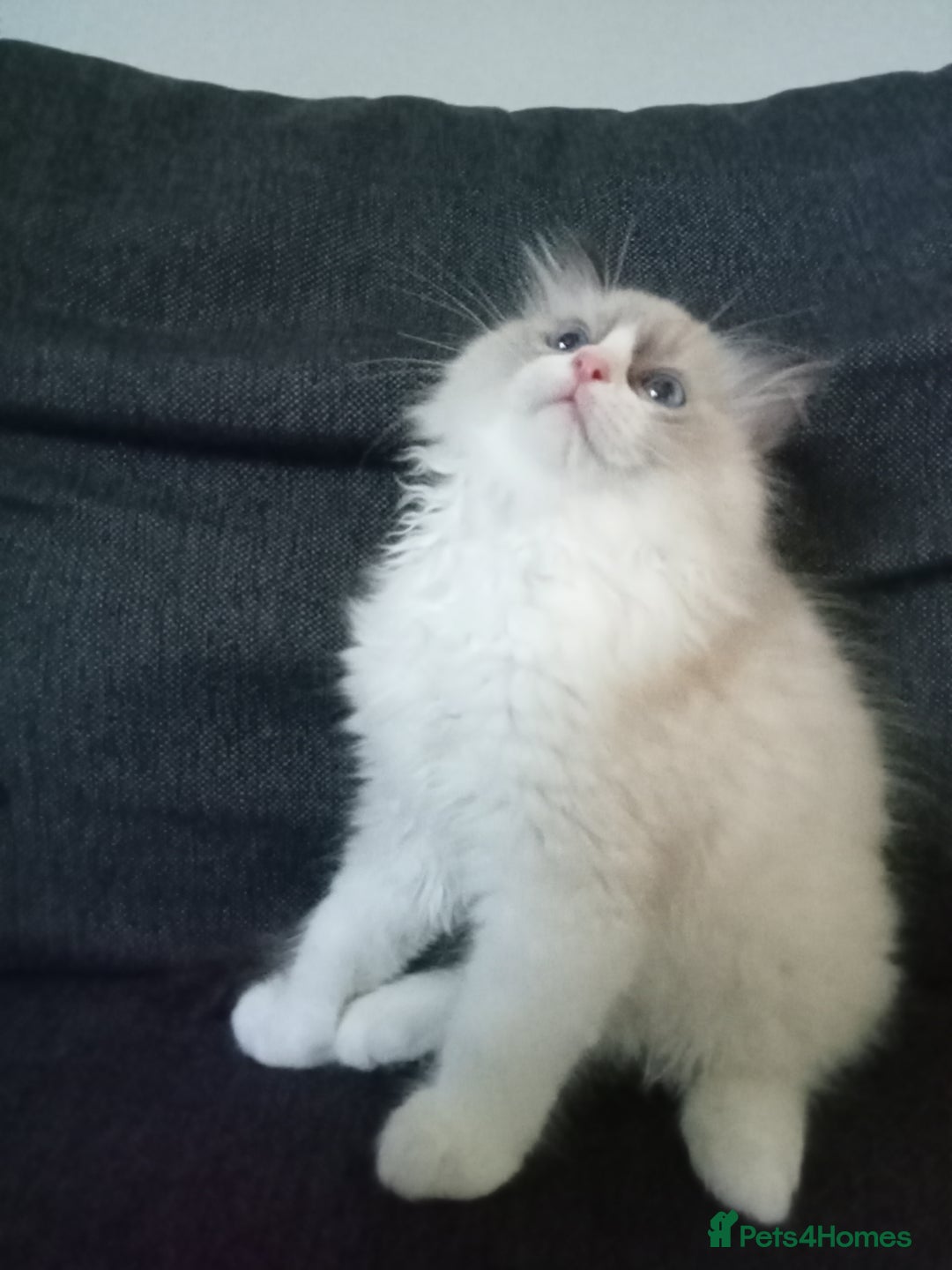 Ragdoll cats for sale: Purebred ragdoll kittens  - Image 4