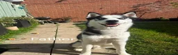 Siberian Husky dogs for sale: Beautiful husky pup for sale  - Advert 4