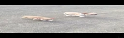 French Bulldog dogs for sale: French Bulldog KC Puppies - Advert 4