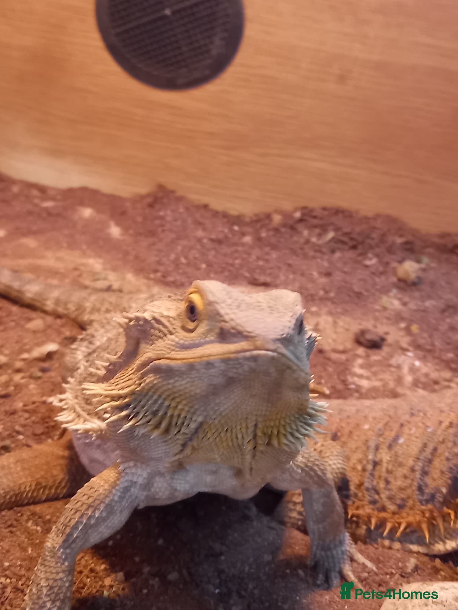 Bearded Dragon reptiles Bearded dragon  - Advert 11