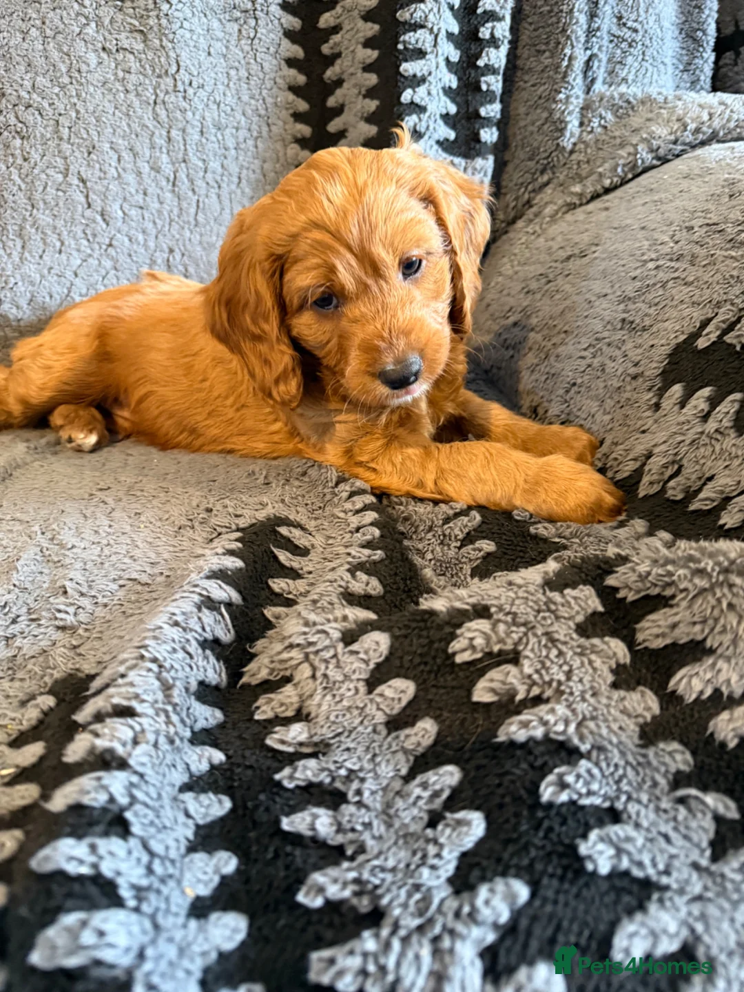 Cavapoochon dogs for sale: Last one - Mr Green looking for his forever family - Advert 2